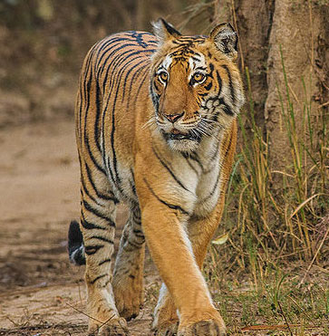 Tiger attacked a young man on Ramnagar Highway